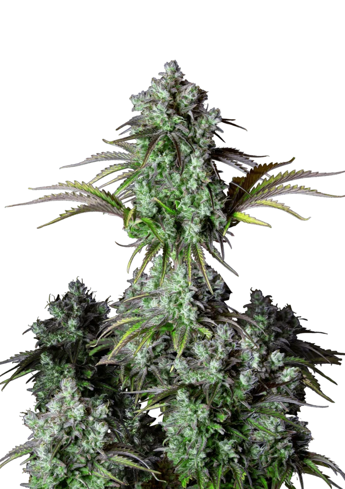 FAST BUDS - ORIGINAL BIG BUD  AUTO FEM - immagine 1