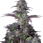 FAST BUDS - ORIGINAL BLUEBERRY AUTO FEM