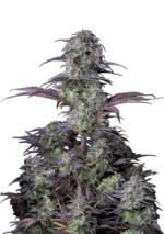 FAST BUDS - ORIGINAL BLUEBERRY AUTO FEM