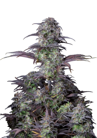 FAST BUDS - ORIGINAL BLUEBERRY AUTO FEM - immagine 1