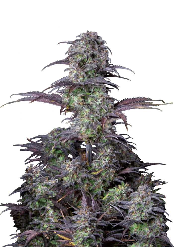 FAST BUDS - ORIGINAL BLUEBERRY AUTO FEM - immagine 1