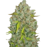 FAST BUDS - ORIGINAL BUBBLEGUM AUTO