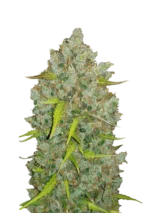 FAST BUDS - ORIGINAL BUBBLEGUM AUTO