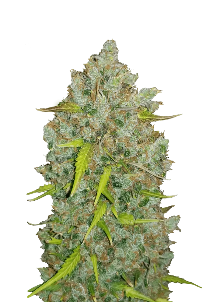 FAST BUDS - ORIGINAL BUBBLEGUM AUTO - Image 1