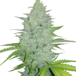 FAST BUDS - ORIGINAL CHEESE AUTO