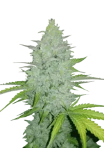 FAST BUDS - ORIGINAL CHEESE AUTO