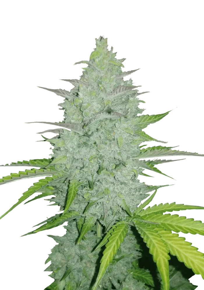 FAST BUDS - ORIGINAL CHEESE AUTO - Imagen 1
