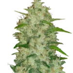 FAST BUDS - ORIGINAL CHEMDAWG AUTO