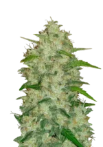 FAST BUDS - ORIGINAL CHEMDAWG AUTO