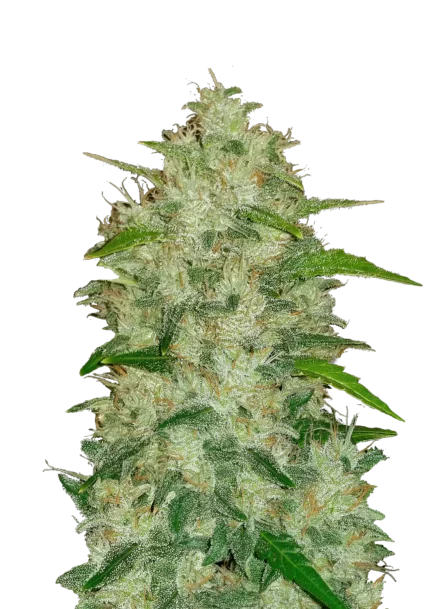 FAST BUDS - ORIGINAL CHEMDAWG AUTO