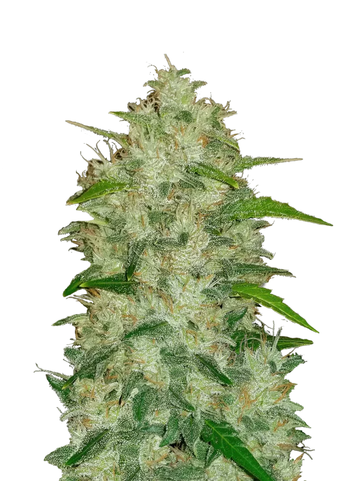 FAST BUDS - ORIGINAL CHEMDAWG AUTO – Image 1
