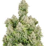 FAST BUDS - ORIGINAL CINDERELLA  AUTO FEM