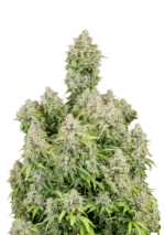 FAST BUDS - ORIGINAL CINDERELLA AUTO FEM