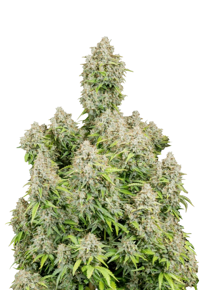 FAST BUDS - ORIGINAL CINDERELLA AUTO FEM – Image 1