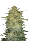 FAST BUDS - ORIGINAL OG KUSH AUTO