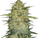 FAST BUDS - ORIGINAL OG KUSH AUTO