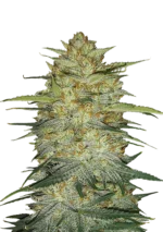 FAST BUDS - ORIGINAL OG KUSH AUTO