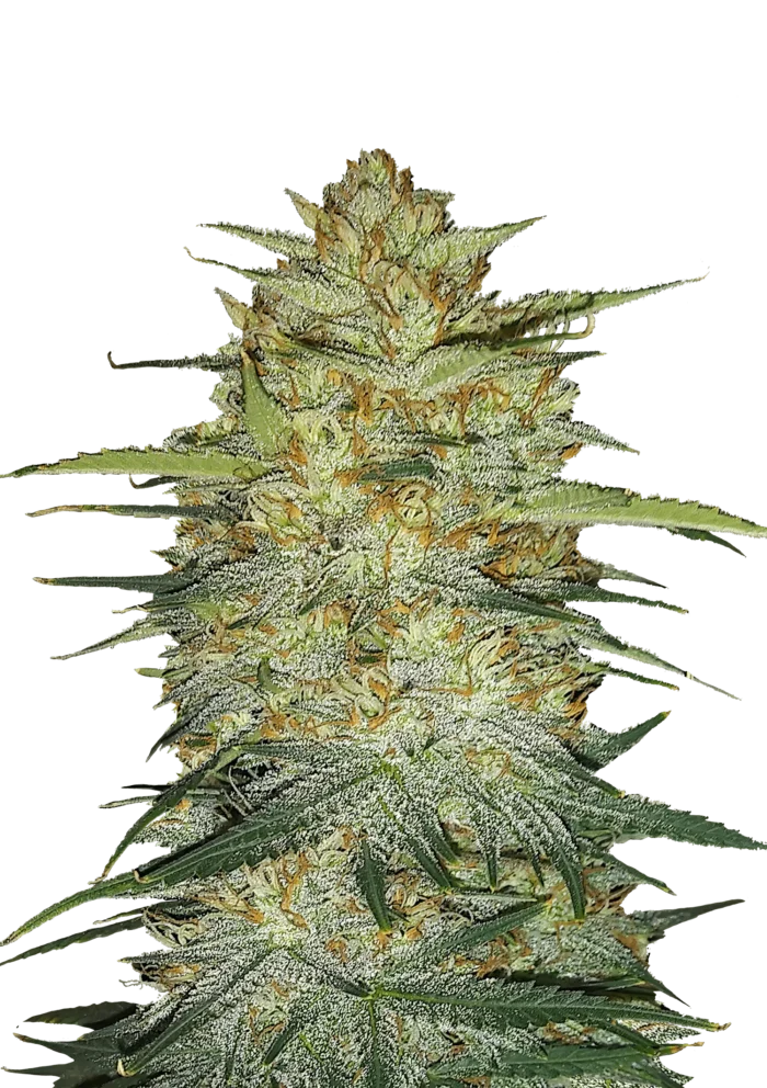 FAST BUDS - ORIGINAL OG KUSH AUTO – Image 1