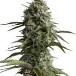 FAST BUDS - ORIGINAL SKUNK AUTO