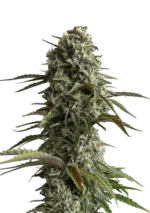 FAST BUDS - ORIGINAL SKUNK AUTO