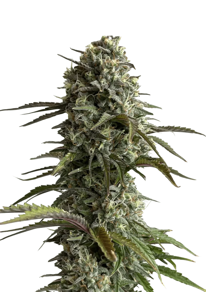 FAST BUDS - ORIGINAL SKUNK AUTO - immagine 1