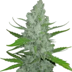 FAST BUDS - ORIGINAL SOUR DIESEL AUTO