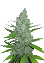 FAST BUDS - ORIGINAL SOUR DIESEL AUTO