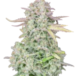 FAST BUDS - ORIGINAL TRAINWRECK AUTO FEM