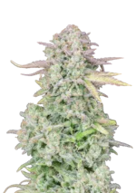 FAST BUDS - ORIGINAL TRAINWRECK AUTO FEM