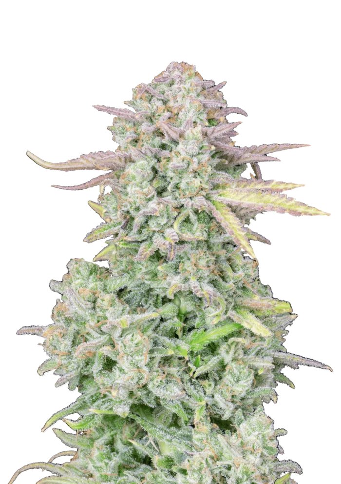 FAST BUDS - ORIGINAL TRAINWRECK AUTO FEM - Imagen 1