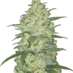 FAST BUDS - ORIGINAL WHITE WIDOW AUTO