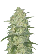 FAST BUDS - ORIGINAL WHITE WIDOW AUTO