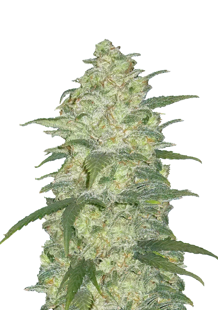 FAST BUDS - ORIGINAL WHITE WIDOW AUTO - Imagen 1