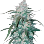 FAST BUDS - PIÑA EXPRESS AUTO