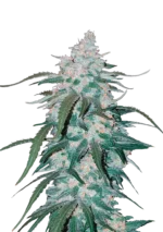 SCHNELLE KNOSPEN - ANANAS EXPRESS AUTO