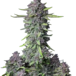 SCHNELLE KNOSPEN - LILA PUNSCH AUTO FEM