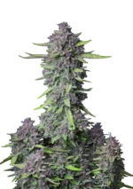 FAST BUDS - PURPLE PUNCH AUTO FEM