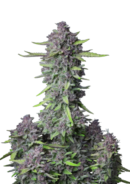 FAST BUDS - PURPLE PUNCH AUTO FEM
