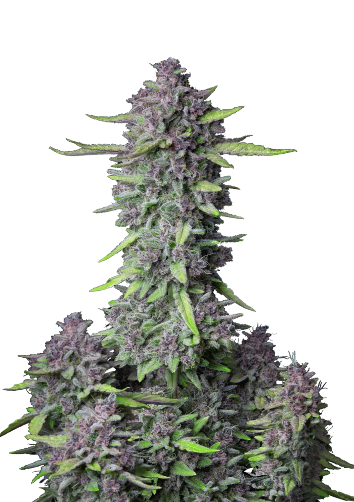 FAST BUDS - PURPLE PUNCH AUTO FEM - immagine 1