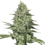 FAST BUDS - RHINO RYDER AUTO