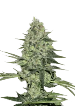 FAST BUDS - RHINO RYDER AUTO
