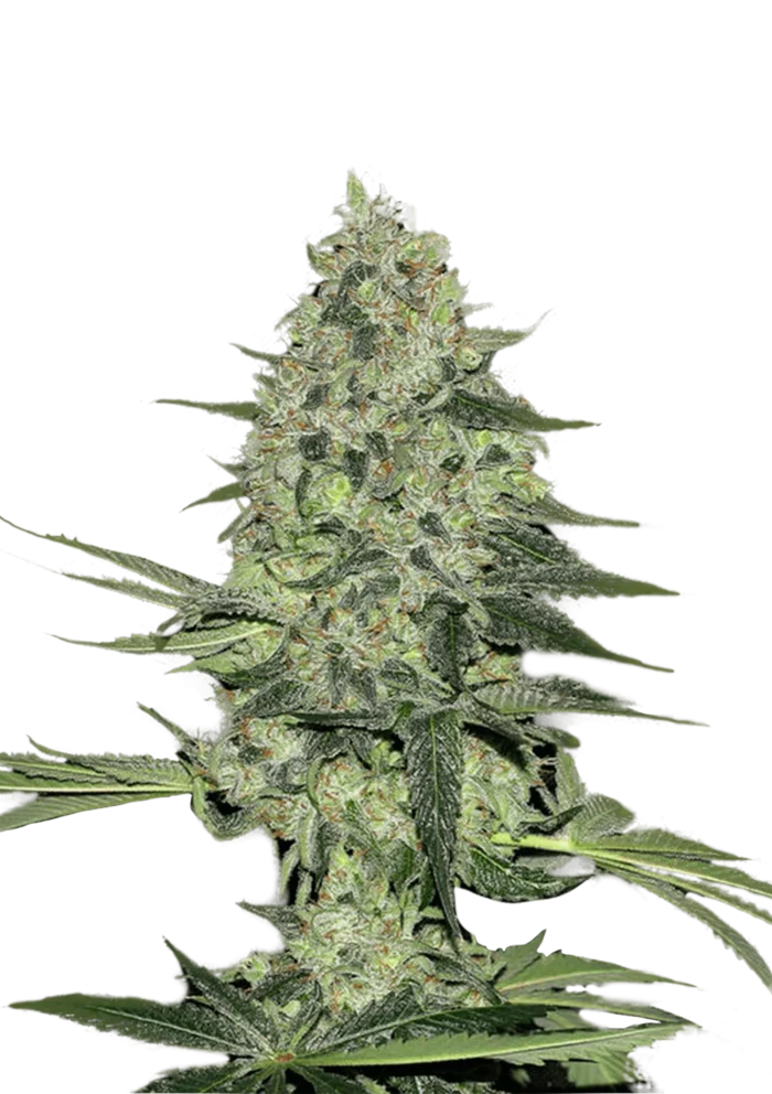 FAST BUDS - RHINO RYDER AUTO - Imagen 1