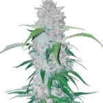 FAST BUDS - SIX SHOOTER AUTO