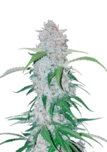 FAST BUDS - SIX SHOOTER AUTO
