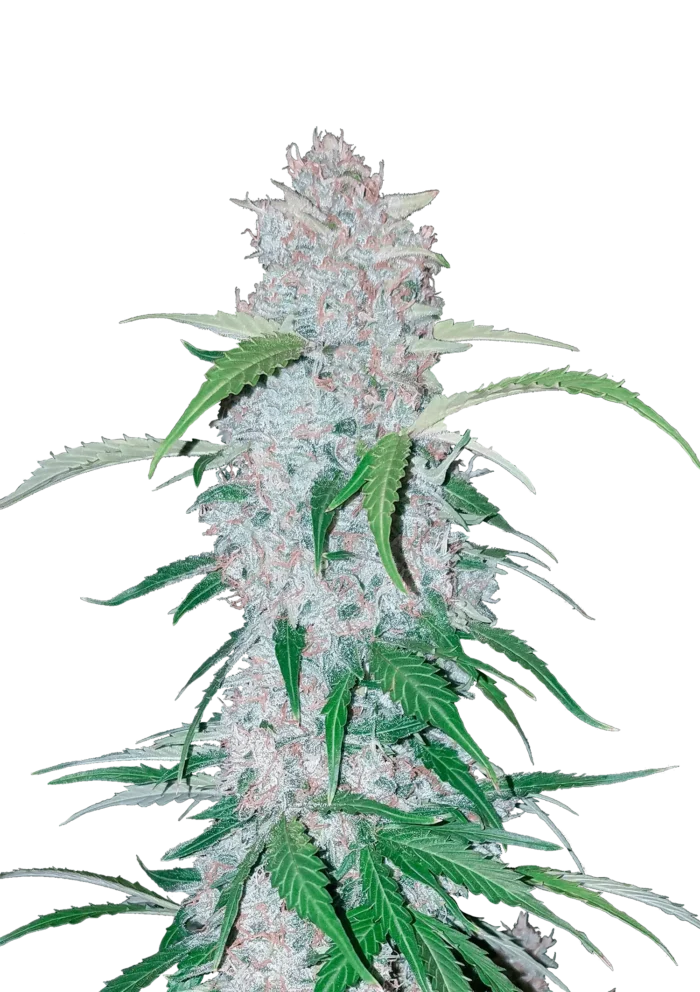 FAST BUDS - SIX SHOOTER AUTO - immagine 1