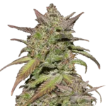 FAST BUDS - SMOOTHIE AUTO