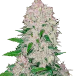 FAST BUDS - STARDAWG AUTO