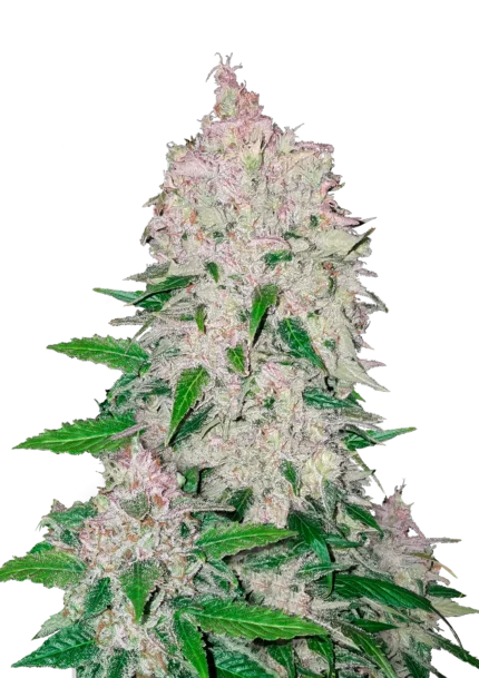 FAST BUDS - STARDAWG AUTO