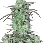 FAST BUDS - STRAWBERRY BANANA AUTO