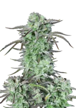 FAST BUDS - STRAWBERRY BANANA AUTO